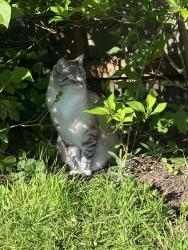 Lost Male Cat last seen 7th & Sprague, Tacoma, WA 98405