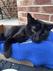 Found/Stray Male Cat last seen Compass Cir and Radburn (22191), Leesylvania, VA 22191