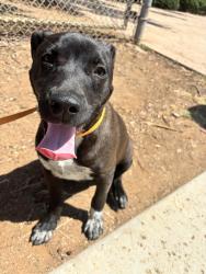 Found/Stray Male Dog last seen Kimball Park, National City, National City, CA 91950