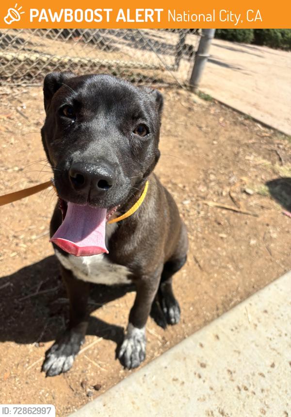 Found/Stray Male Dog last seen Kimball Park, National City, National City, CA 91950