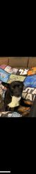 Lost Male Dog last seen La rue and Fox st, San Fernando, CA 91340