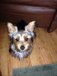 Lost Male Dog last seen Lucille rd, river bend, Austin, TX 78732