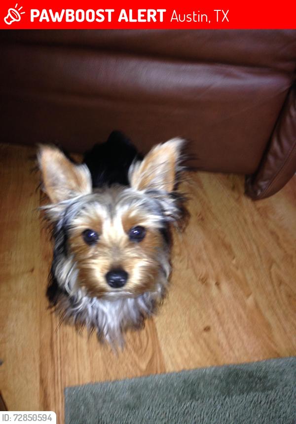 Lost Male Dog last seen Lucille rd, river bend, Austin, TX 78732