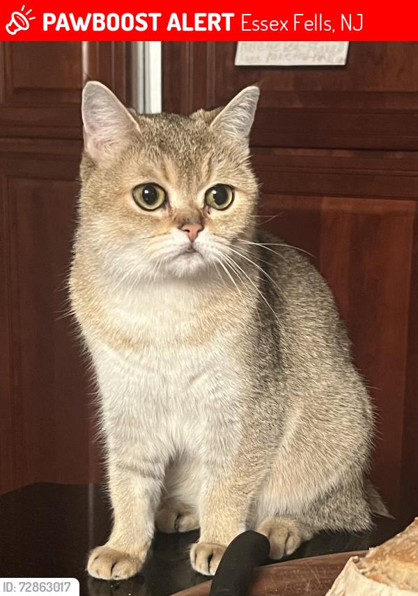 Lost Female Cat last seen Devon Road, Essex Fells, NJ 07021