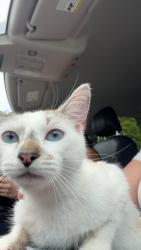 Found/Stray Female Cat last seen Ardrey Park Neighborhood, Charlotte, NC 28277
