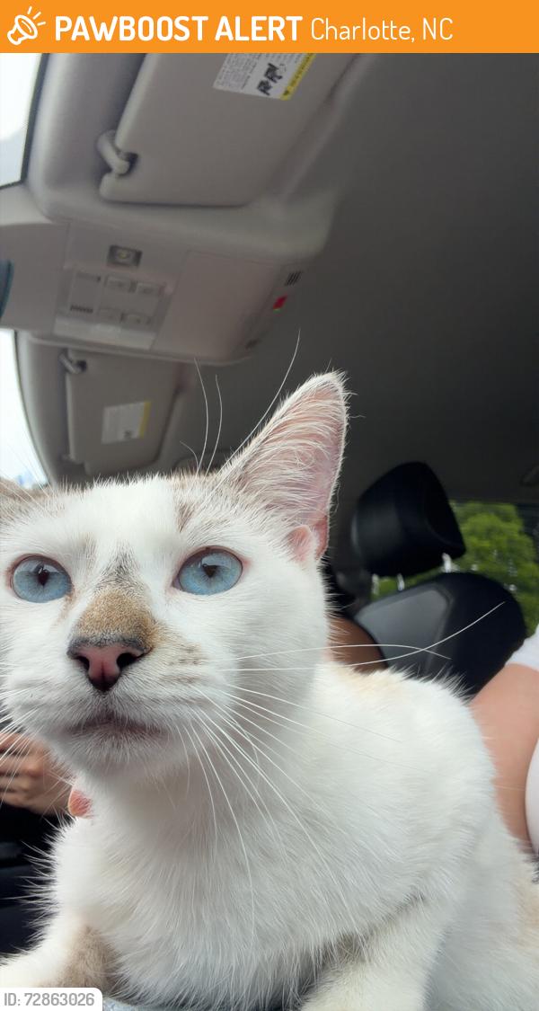 Found/Stray Female Cat last seen Ardrey Park Neighborhood, Charlotte, NC 28277