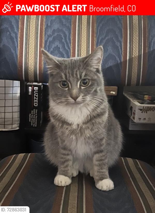 Lost Female Cat last seen Between Midway & 4th on Main, Broomfield, CO 80020