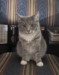 Lost Female Cat last seen Between Midway & 4th on Main, Broomfield, CO 80020