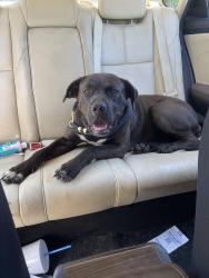 Found/Stray Female Dog last seen Cotton grove road, Jackson, TN 38301