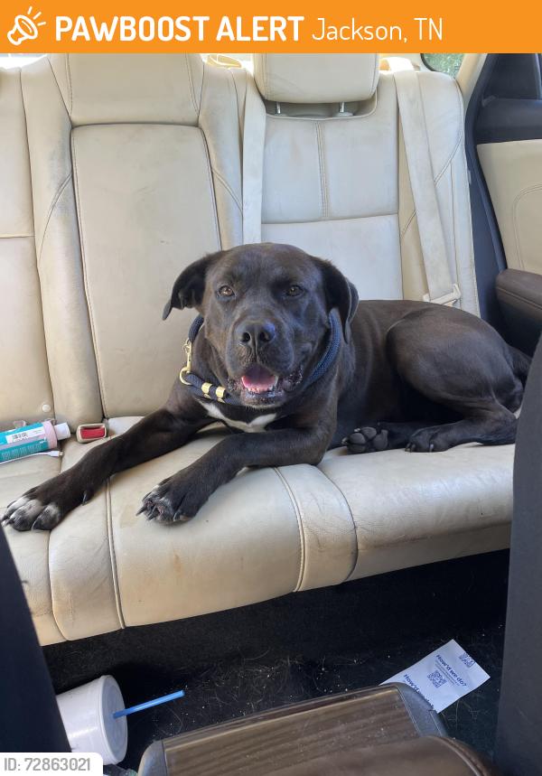 Found/Stray Female Dog last seen Cotton grove road, Jackson, TN 38301