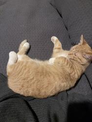 Lost Male Cat last seen Pulaski and argyle, Chicago, IL 60630
