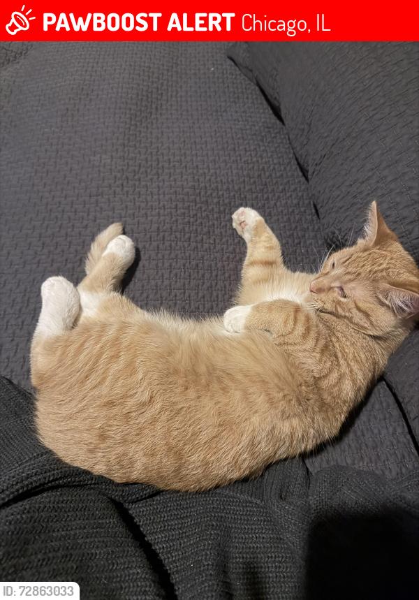 Lost Male Cat last seen Pulaski and argyle, Chicago, IL 60630