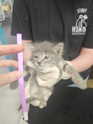 Shelter Stray Female Cat last seen Bexar County, New Braunfels, TX 78130
