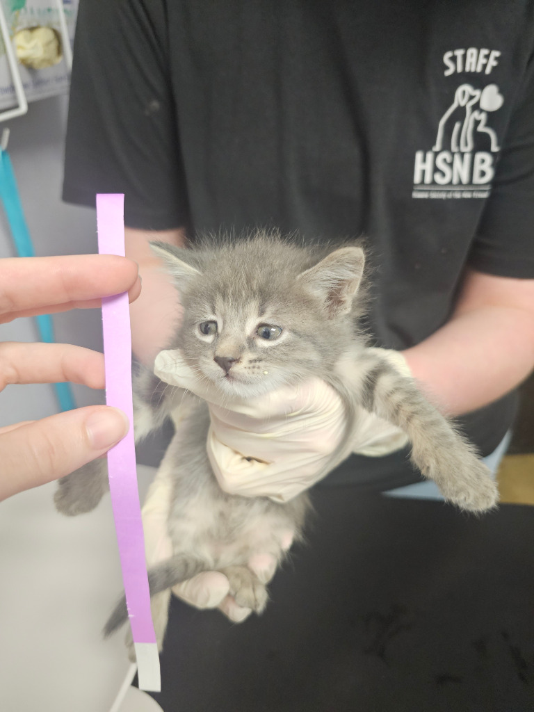 Shelter Stray Female Cat last seen Bexar County, New Braunfels, TX 78130