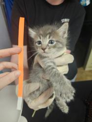 Shelter Stray Female Cat last seen Bexar County, New Braunfels, TX 78130