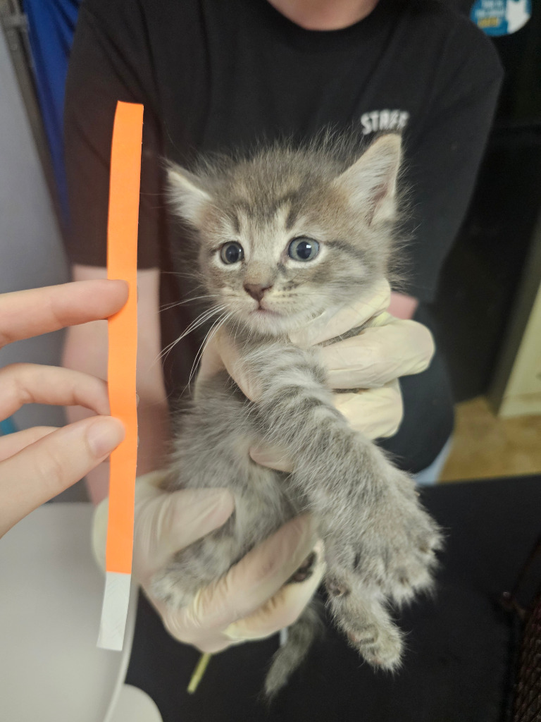 Shelter Stray Female Cat last seen Bexar County, New Braunfels, TX 78130