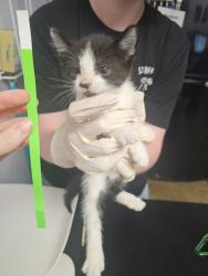 Shelter Stray Female Cat last seen Bexar County, New Braunfels, TX 78130