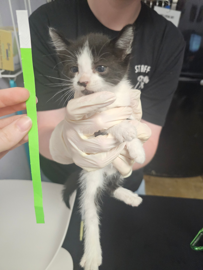 Shelter Stray Female Cat last seen Bexar County, New Braunfels, TX 78130