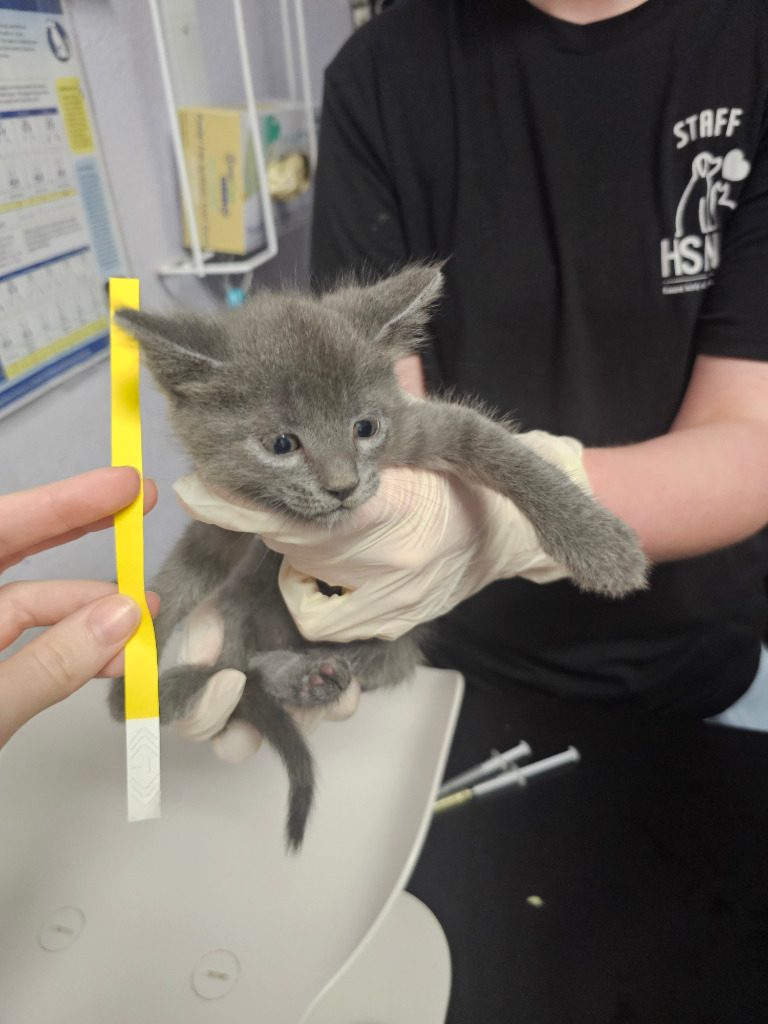 Shelter Stray Female Cat last seen Bexar County, New Braunfels, TX 78130