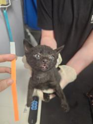 Shelter Stray Male Cat last seen Bexar County, New Braunfels, TX 78130