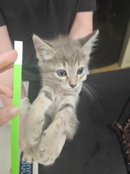 Shelter Stray Female Cat last seen Bexar County, New Braunfels, TX 78130