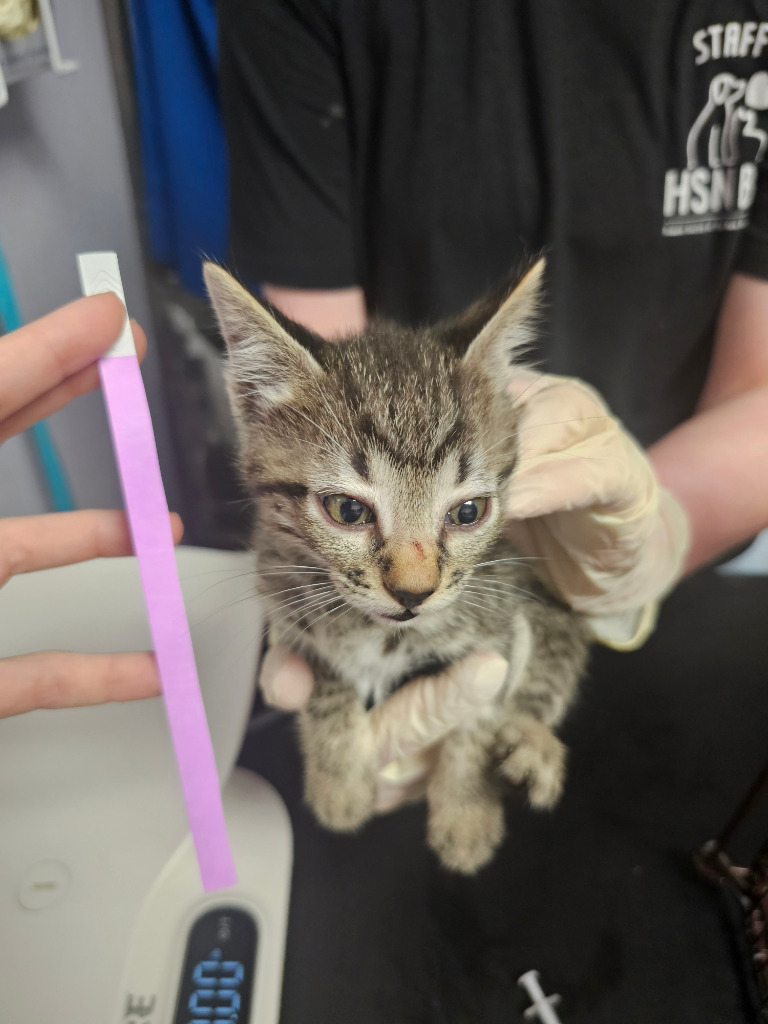 Shelter Stray Male Cat last seen Bexar County, New Braunfels, TX 78130