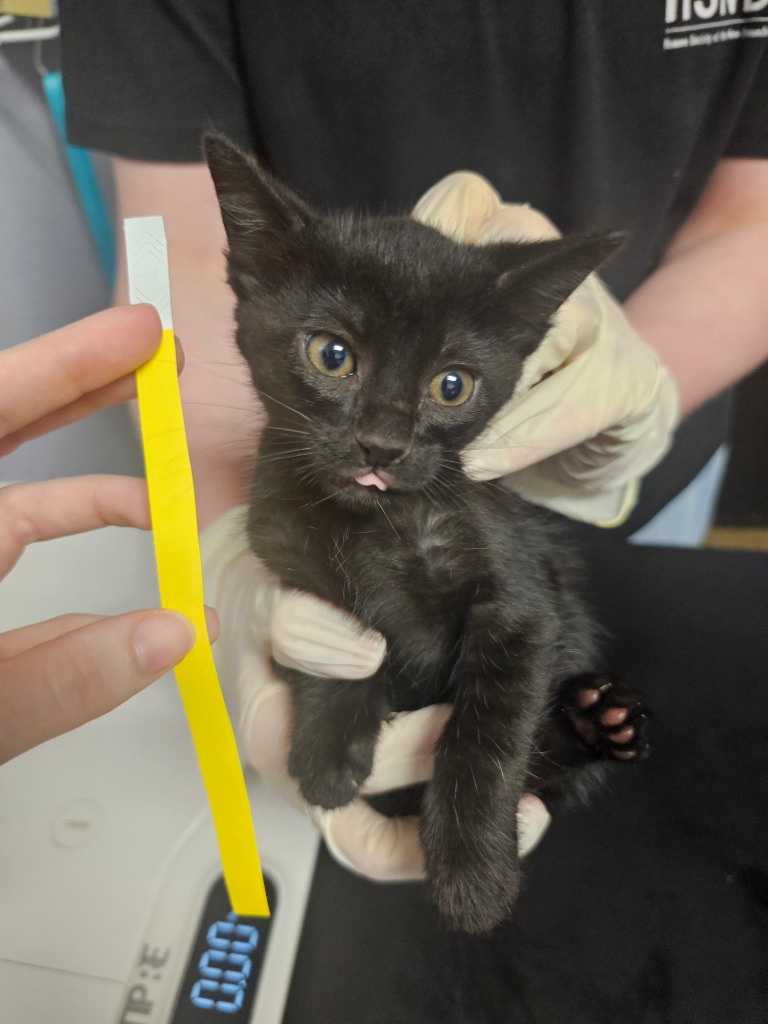 Shelter Stray Female Cat last seen Bexar County, New Braunfels, TX 78130