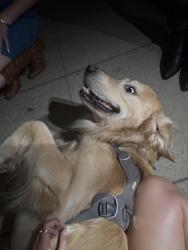 Reunited Male Dog last seen Bayard and Missouri, San Diego, CA 92109