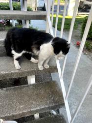 Found/Stray Male Cat last seen Rancho Dr, Seven Trees, San Jose, CA 95111