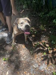 Found/Stray Male Dog last seen Wright park playground, Fort Lauderdale, FL 33315