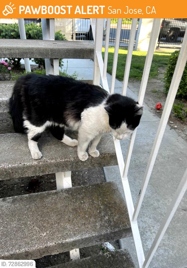 Found/Stray Male Cat last seen Rancho Dr, Seven Trees, San Jose, CA 95111