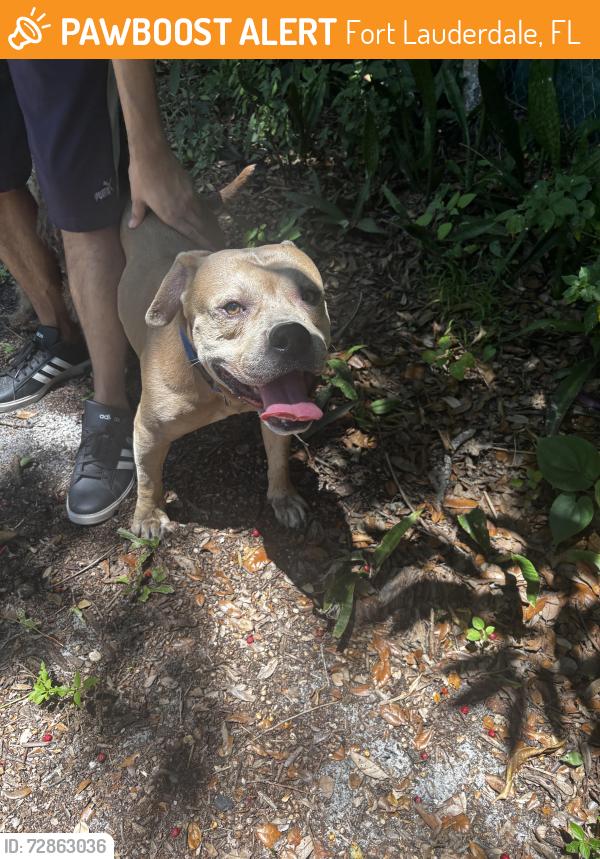 Found/Stray Male Dog last seen Wright park playground, Fort Lauderdale, FL 33315