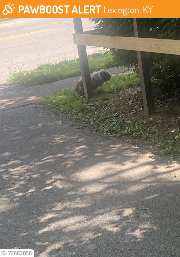 Found/Stray Unknown Dog last seen Londonderry and Chantilly , Lexington, KY 40504