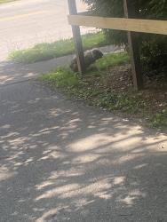 Found/Stray Unknown Dog last seen Londonderry and Chantilly , Lexington, KY 40504