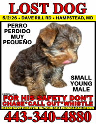 Lost Male Dog last seen Upper Beckleysville Rd, Hampstead, MD 21074