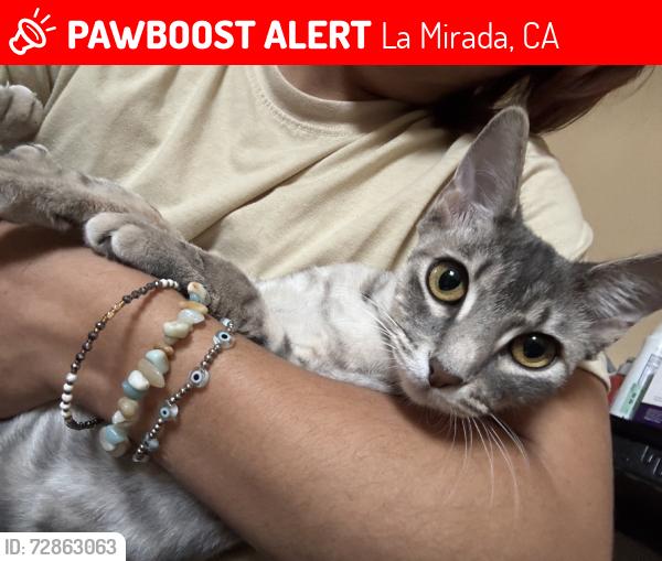 Lost Female Cat last seen Biola and mansa dr, La Mirada, CA 90638