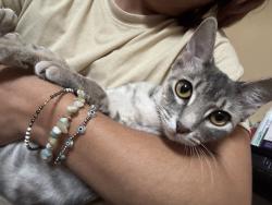 Lost Female Cat last seen Biola and mansa dr, La Mirada, CA 90638