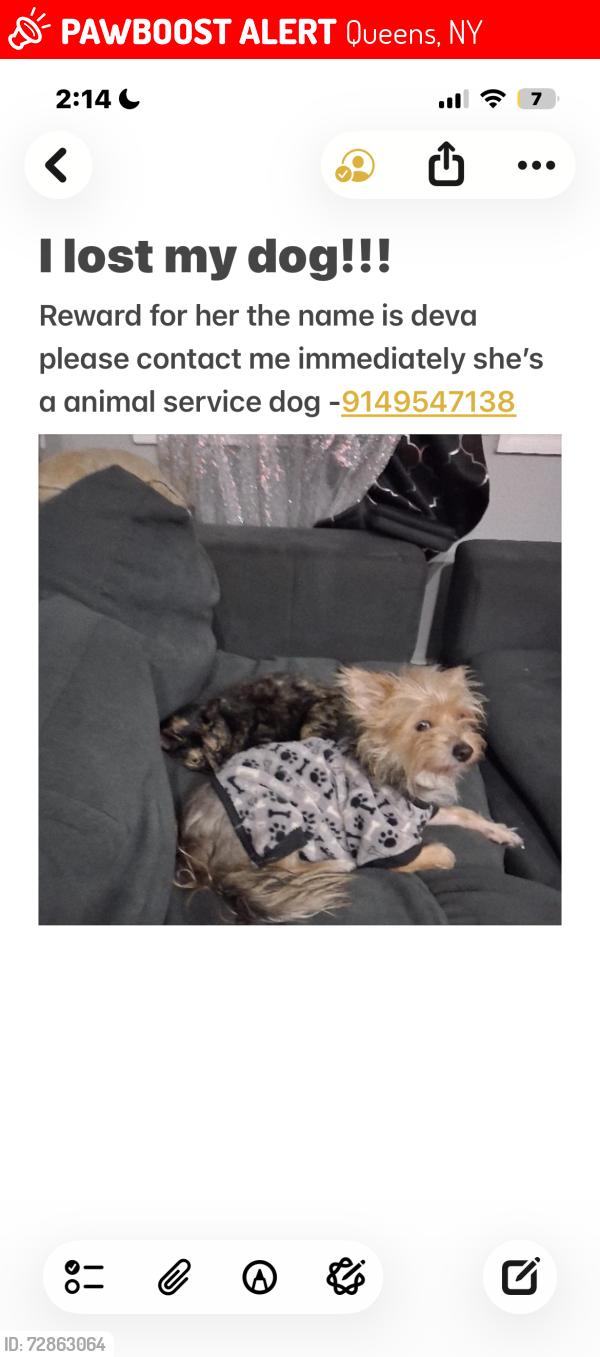 Lost Male Dog last seen 40th projects, Queens, NY 11691