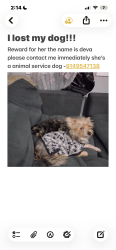 Lost Male Dog last seen 40th projects, Queens, NY 11691