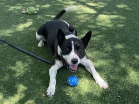 Shelter Stray Female Dog last seen , Chatsworth, CA 91311