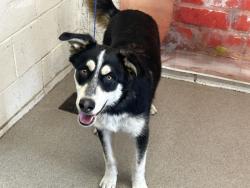 Shelter Stray Male Dog last seen WATERMAN AND HOSPITALITY, San Bernardino, CA 92401