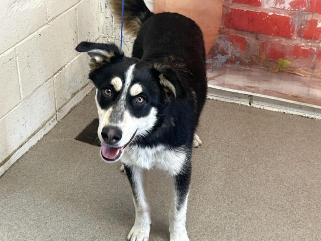 Shelter Stray Male Dog last seen WATERMAN AND HOSPITALITY, San Bernardino, CA 92401
