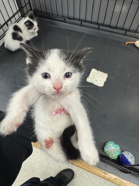 Shelter Stray Male Cat last seen , 14409 Vanowen St, Van Nuys, CA 91405, USA