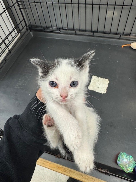 Shelter Stray Male Cat last seen , 14409 Vanowen St, Van Nuys, CA 91405, USA