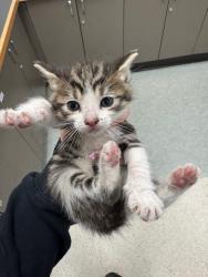 Shelter Stray Male Cat last seen , 14409 Vanowen St, Van Nuys, CA 91405, USA