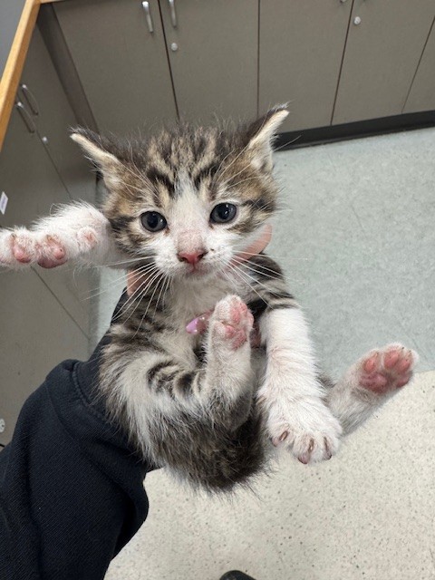 Shelter Stray Male Cat last seen , 14409 Vanowen St, Van Nuys, CA 91405, USA
