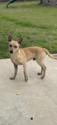 Found/Stray Male Dog last seen Villages of mayfield, Cleburne, TX 76031
