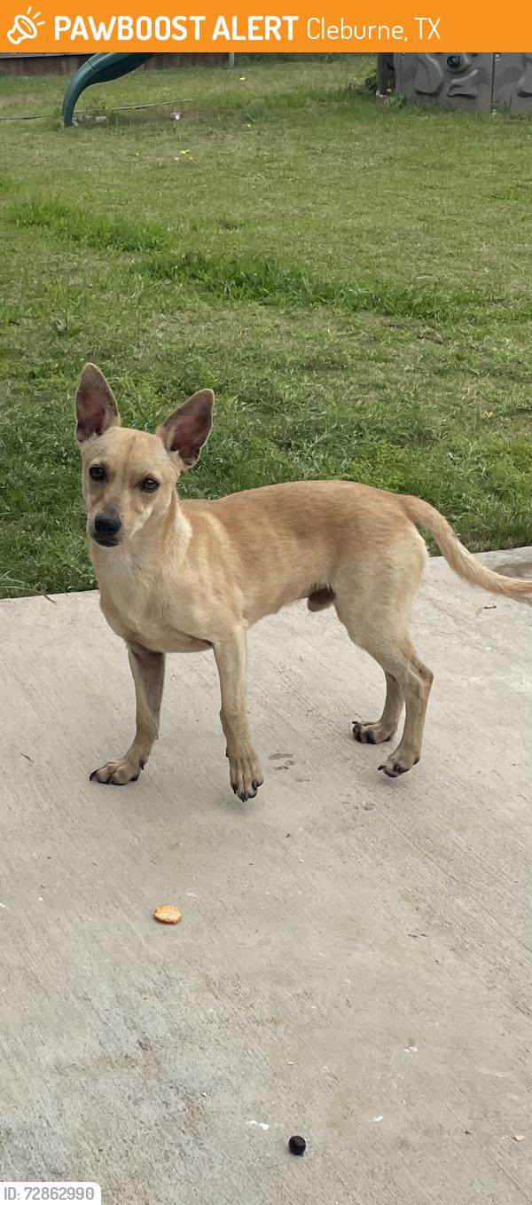 Found/Stray Male Dog last seen Villages of mayfield, Cleburne, TX 76031