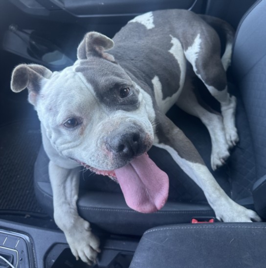 Shelter Stray Female Dog last seen , Los Angeles, CA 90047