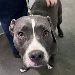 Shelter Stray Male Dog last seen , Los Angeles, CA 90047